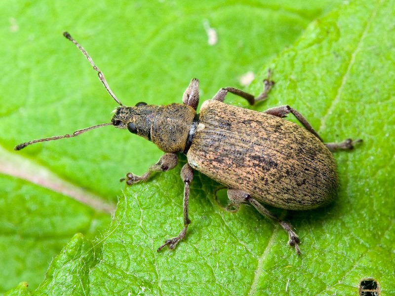 Phyllobius jacobsoni Smirnov, 1913